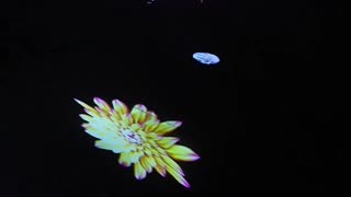 Manar Abu Dhabi’s light installations across Jubail Island and Souq Al Mina.