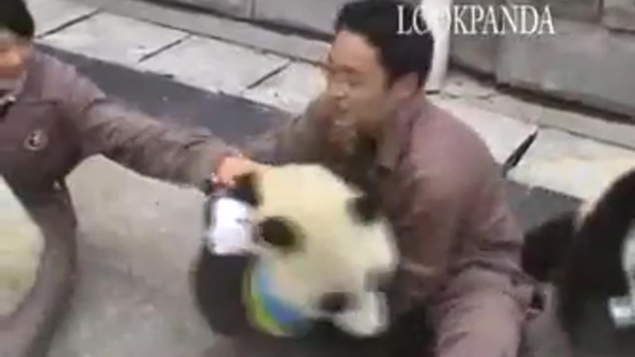 🧠✨ Panda Cubs Shocked by Earthquake! | FeedMyCuriosity