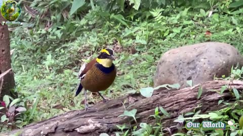 Amazing Javan Banded Pitta