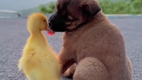 Cute puppy and his little friend enjoying a sunset 😍🐶