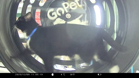 Cookie Cutter The Cat In Go Pet Exercise Wheel, Filmed By KJK JDL201, Dbn, MI, Dec 7 & 8, 2025