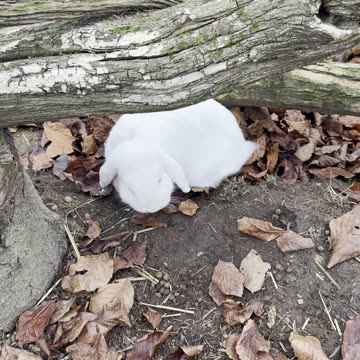 bunnies exploring fresh green grass 🌿🐰