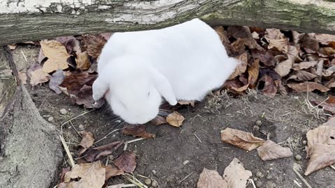 bunnies exploring fresh green grass 🌿🐰