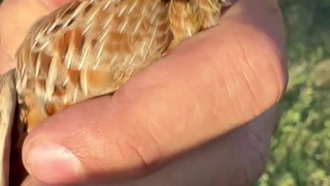 Big quail catching in season