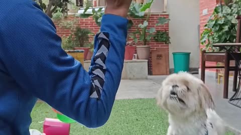 How to teach my dog to fetch -part 3