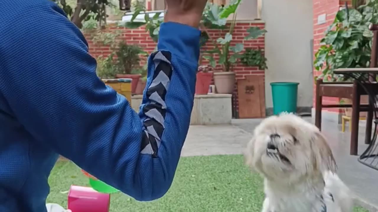 How to teach my dog to fetch -part 3