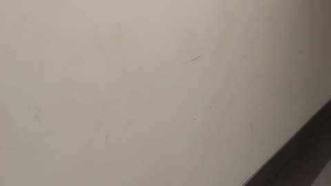 Shia, video recorded around 2:30 PM Oct 7, '25 by Alyssa