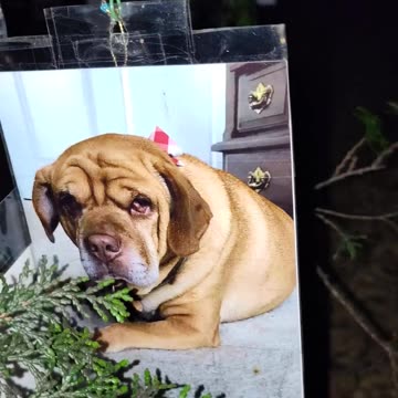 Happy holidays. Christmas tree with animals in New York City.