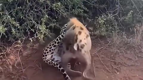 Will the leopard become the hyenas’ next meal?