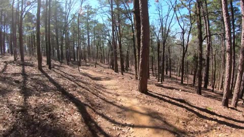 Logging Road Pinnacle Mt