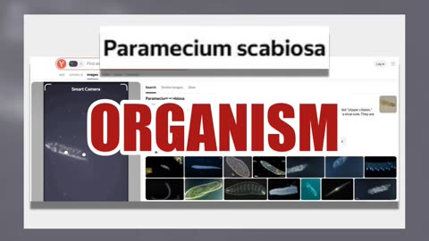 Fact Check: Video Clip Does NOT Show Timelapse Of Comet 3I/ATLAS -- Authentic Image Is Different