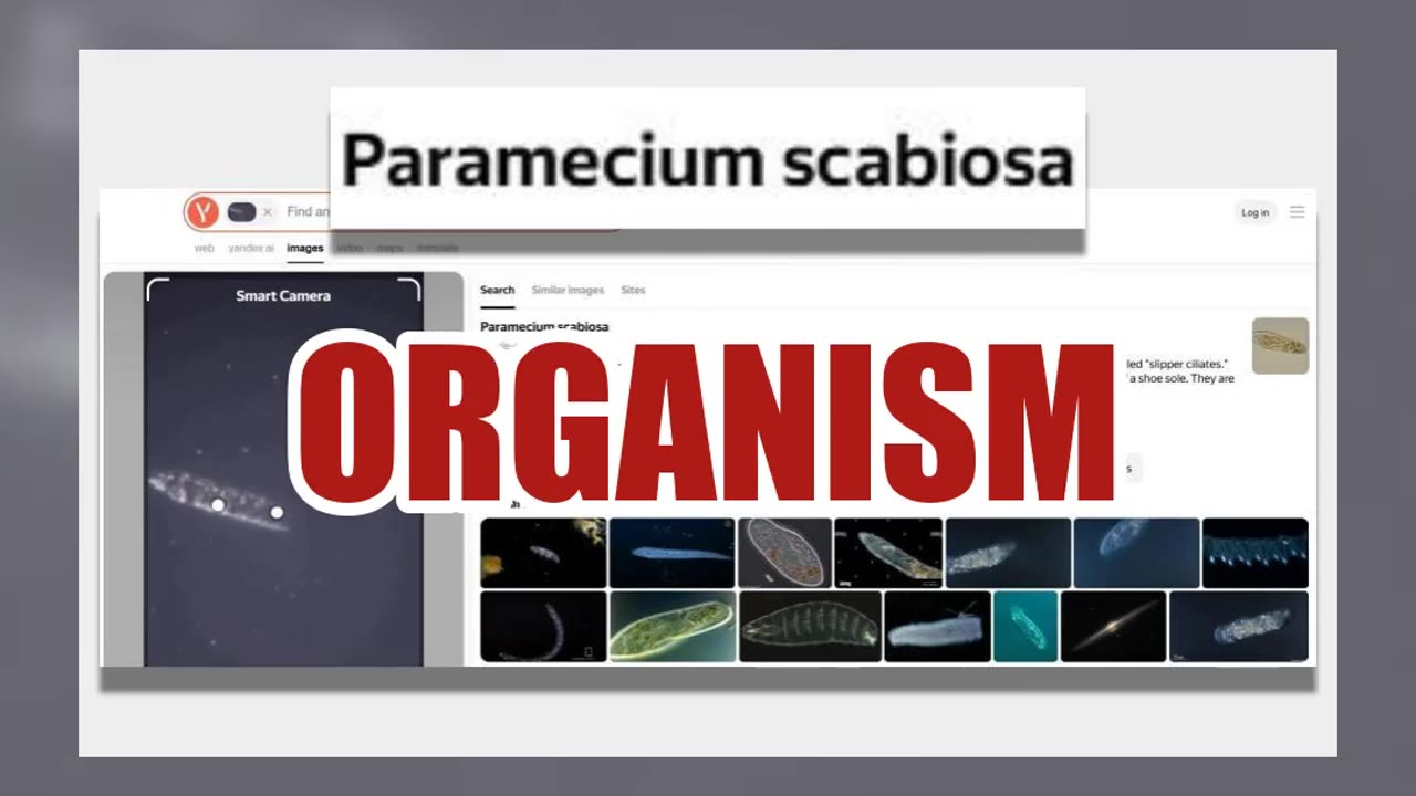 Fact Check: Video Clip Does NOT Show Timelapse Of Comet 3I/ATLAS -- Authentic Image Is Different