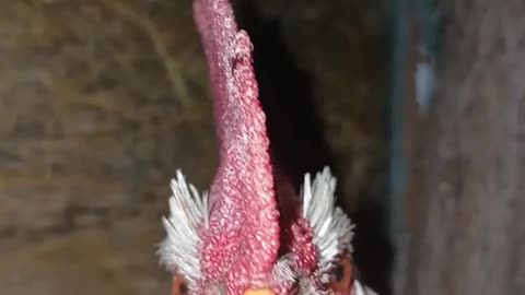 ROOSTER'S MORNING CONCERT! 🎤 Funniest Cock-a-doodle-doo Ever!