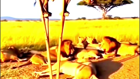 Who has seen a pig walk like this before