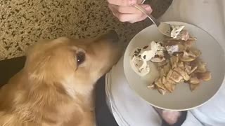 Breaking: Tell me why🥺 #dogs #shorts #dogmom #funnydogs #comedy #tiktok #reels #