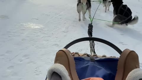 Running Sled Dog Answers Nature's Call