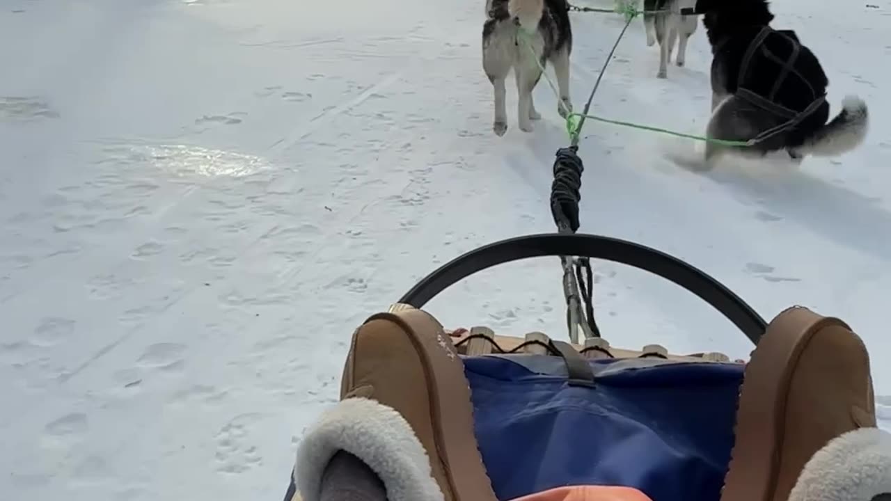 Running Sled Dog Answers Nature's Call
