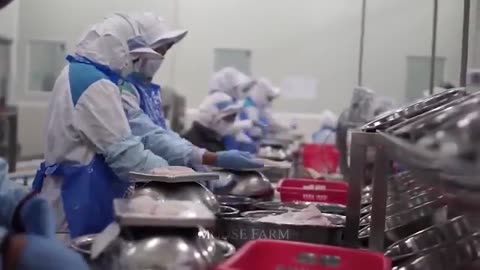 How Farmers Raise Millions Of Tilapia - Harvest Tilapia - Process Fish In Factories