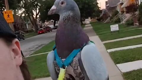 😮🐦 Pigeons in Harnesses & Diapers! | FeedMyCuriosity