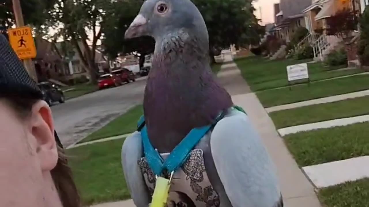 😮🐦 Pigeons in Harnesses & Diapers! | FeedMyCuriosity