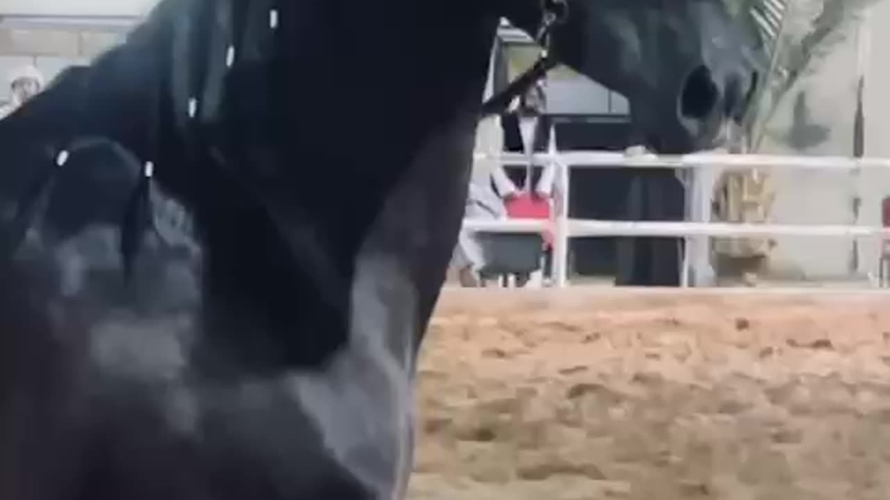 Horse video