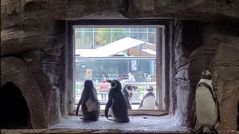 Daily Horoscope | Cancer 🌟