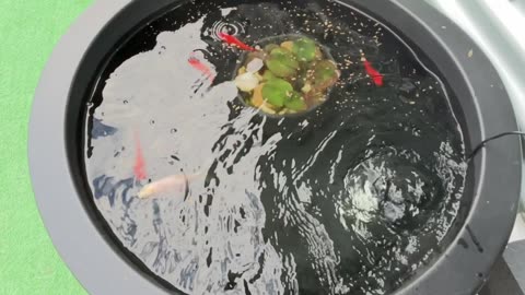 ❤️🐟🐠❤️