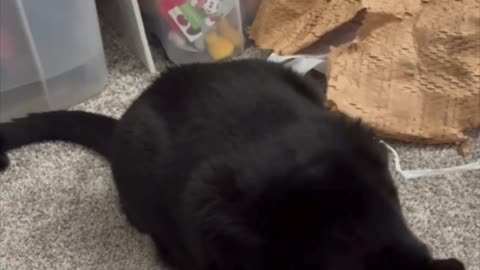 Cute Precious Piper Enjoys Her New Chew Toy - Adopting a Cat from a Shelter Vlog