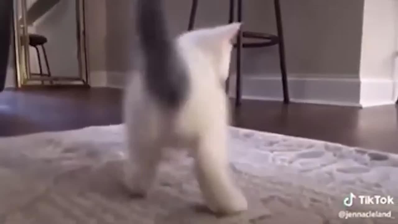 Funniest Cat Videos EVER #7