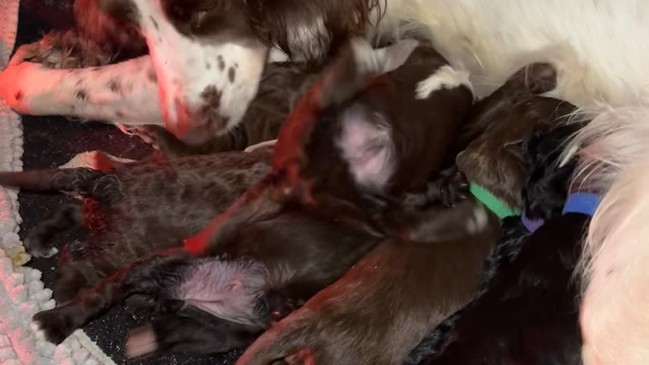 When the Milk Is Just That Good