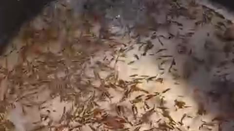 Best Spicy Fish Stew in Jeju?! 800 Big Fish Sold Daily with Seaweed Rice! 🐟🌶️ #shorts