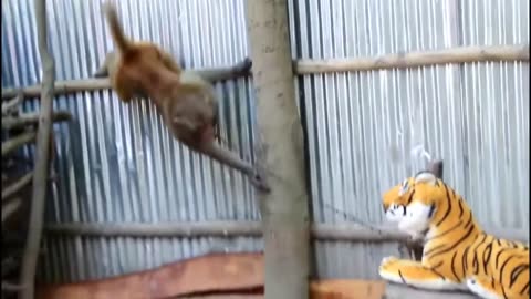 Fake monkey prank