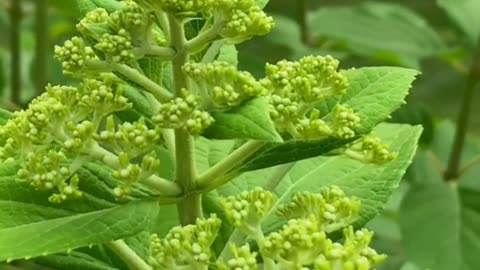 Mold Exposure & Detox: Breathe Easier & Heal Your Body Now! #shorts