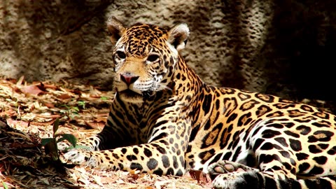 "Make your life a masterpiece; imagine no limitations on what you can be, have or do."