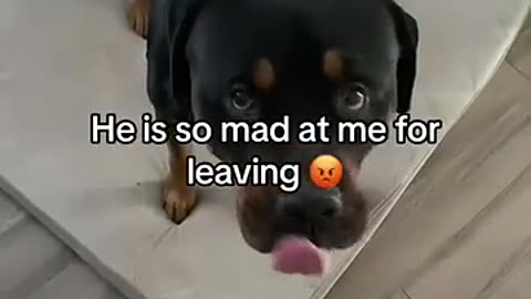 "Bruno’s Back! Long Time No See!"