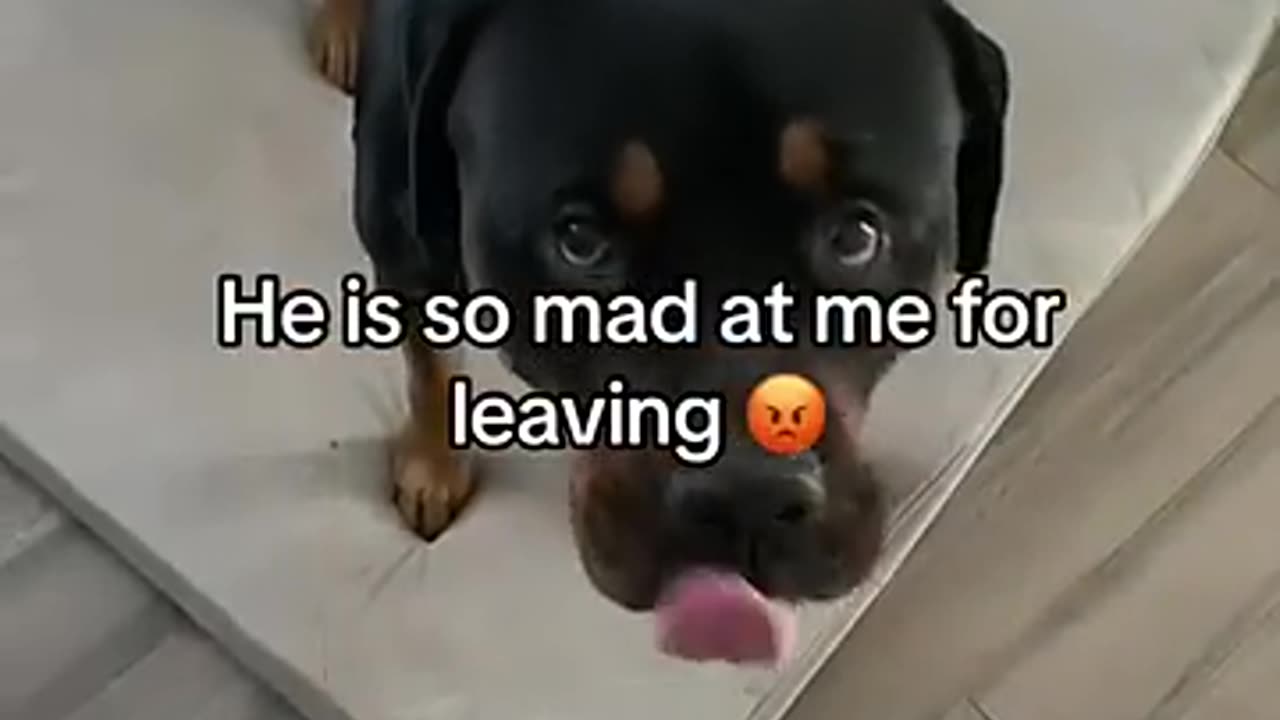 "Bruno’s Back! Long Time No See!"