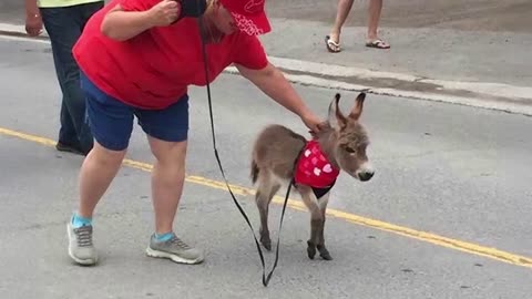 Animals Are The CUTEST in the World 🤣 Funny Animals Videos 2025