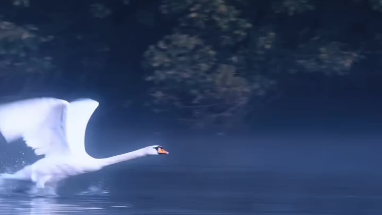 🎶🎶💓🤍🦢🦢