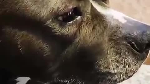 Oscar best actor dog #funny #youtube #petsunited #pets #funnyanimal #funnyvideo