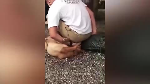 #funny #animalvideo