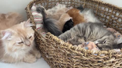 Dad Cat Refuses to Leave Mom Cat with Babies