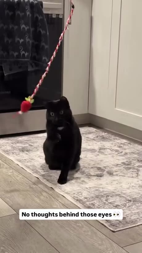 Cat Lost in Moment Trance black out