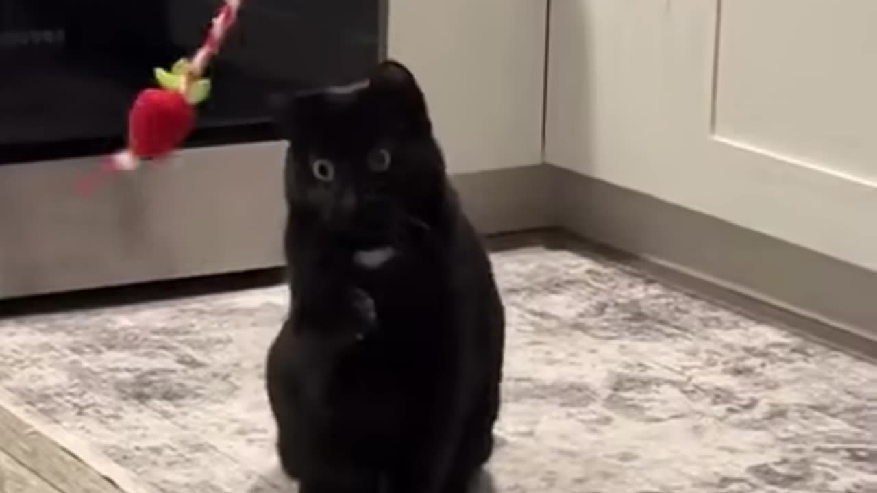 Cat Lost in Moment Trance black out