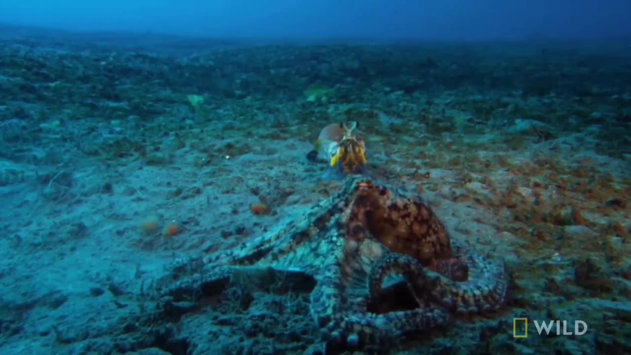 🤯🔥 Mantis Shrimp Kills Octopus with One Punch! | FeedMyCuriosity