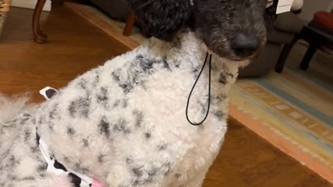 Parti Poodle's Cow Halloween Costume