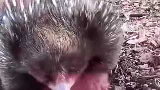 A kind man rescued a soaked echidna by the shore