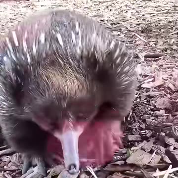 A kind man rescued a soaked echidna by the shore