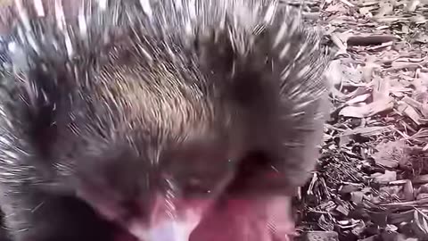 A kind man rescued a soaked echidna by the shore