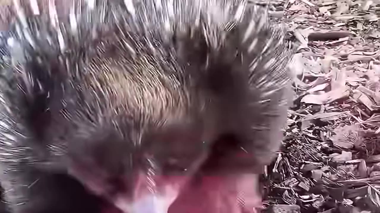 A kind man rescued a soaked echidna by the shore