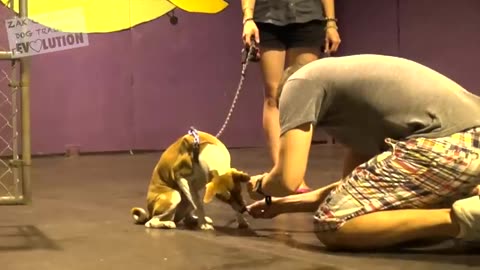 How to teach swim to dog